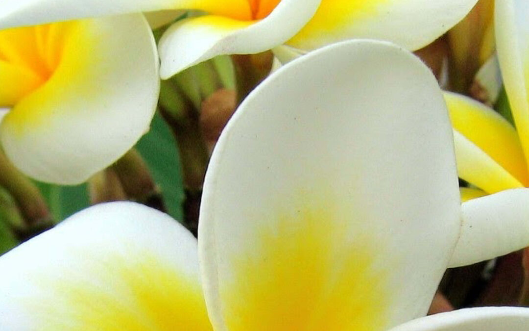 nieuws – het einde van de Tweede Wereldoorlog in Nederlands-Indië herdacht